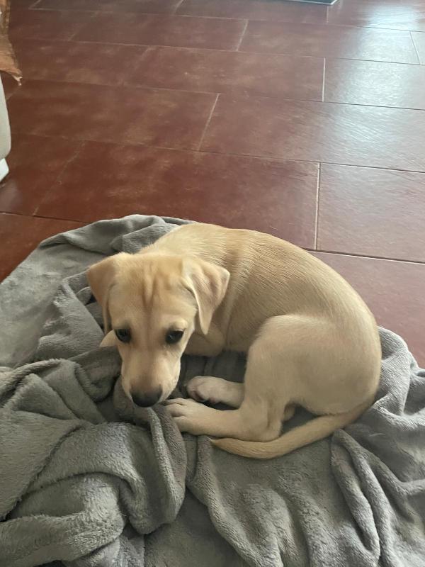 Leila e Lando due cuccioli di quasi 2 mesi cercano casa ❤️ Foto 5